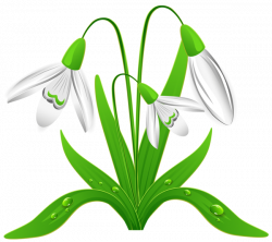 Spring Snowdrops PNG Clipart Picture | для отрисовок | Pinterest ...