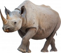 Rhino PNG images free download, Rhinoceros PNG