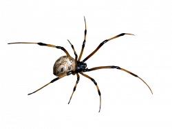 Spider PNG Clipart - Hanslodge Cliparts
