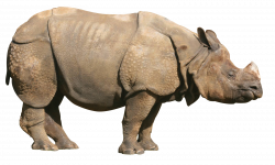Rhino PNG images free download, Rhinoceros PNG