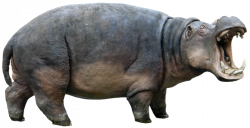 Hippopotamus PNG Transparent Images | PNG All