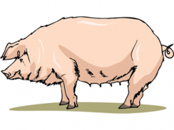 Free Hog Cliparts, Download Free Clip Art, Free Clip Art on ...
