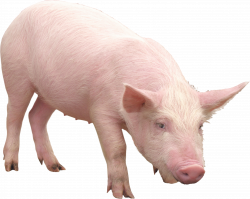 Pig PNG Transparent Free Images | PNG Only