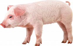 Pig PNG images, free picture download pigs