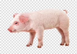 Miniature pig Hogs and pigs , pig transparent background PNG ...