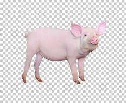Large White Pig Gxc3xb6ttingen Minipig Hogs And Pigs Stock ...