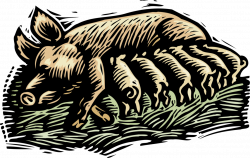 Farm Piglets in Pigsty Suckle Mother - Vector Image