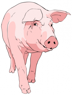 Free Pig Clipart, 1 page of Public Domain Clip Art