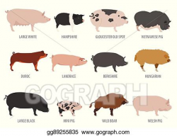 Vector Stock - Pigs, hogs breed icon set. flat design ...