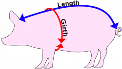 Online Pig Weight Calculator | Phin Hall