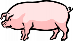 Cartoon Pig - Vector Image