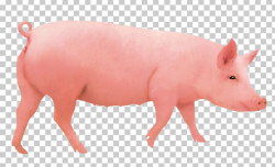 Domestic Pig Pigs Ear Hogs And Pigs Computer File PNG ...