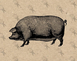 Hog clipart | Etsy