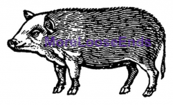 Woodcut PIG clip art vintage hog . digital Image file . instant download .  printable graphic pig clip art . label art woodcut hog sow boar