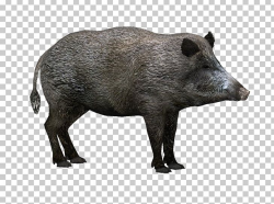 Wild Boar Zoo Tycoon 2 Hogs And Pigs PNG, Clipart, Animals ...