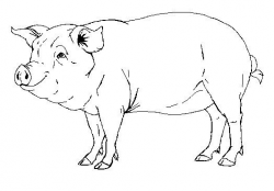 realistic pig drawing - Google Search | Graphics and Objects ...