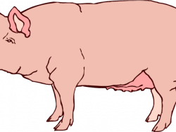 Realistic Clipart Pig - Clip Art , Transparent Cartoon - Jing.fm