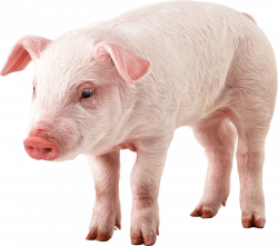 Pig Png & Pig Png Transparent Images #205 - PNGio