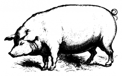 Pig Cartoon clipart - Pig, Illustration, Drawing ...
