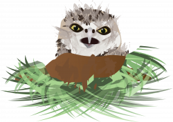 Clipart - Burrowing Owl