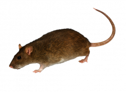 Brown Rat | Animale | Pinterest | Brown rat, Rats and Mice