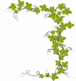Ivy by @conte magnus, Hedera helix, on @openclipart | Simple Drawing ...