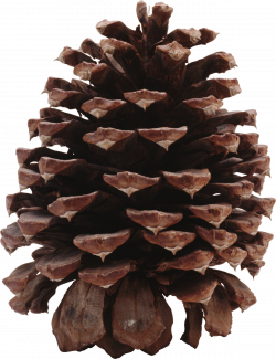 Pine Cone Name PNG Ready-made Logo Effect Images | PNG Names