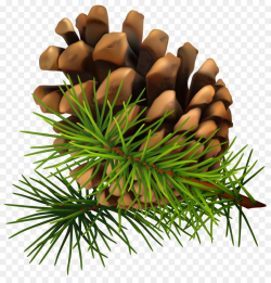 Christmas Conifer cone Pine Clip art - pine cone | Holiday ...