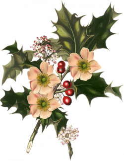 Ноэль трубы / цветы, омела, короны | Новый год | Pinterest | Noel ...