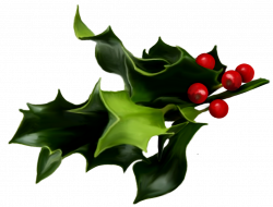 Holly And Ivy PNG Transparent Holly And Ivy.PNG Images. | PlusPNG
