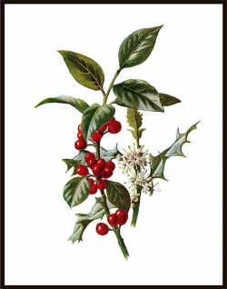Holly Printable Holly Branch with Flowers Vintage Christmas Clipart Wall  Decor