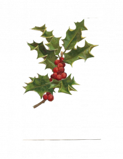 28+ Collection of Holly Clipart Transparent Free | High quality ...
