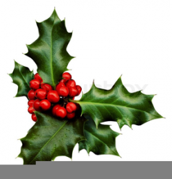 Christmas Holly Sprig Clipart | Free Images at Clker.com ...