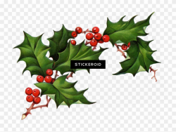Christmas Elements - Real Christmas Holly Transparent ...