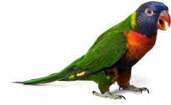 Parrot Clipart Photos - 16819 - TransparentPNG