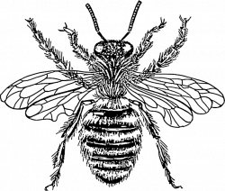 Free Image on Pixabay - Honey Bee, Black And White, Insects ...