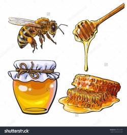 Jar of honey, bee, dipper and honeycomb, sketch style vector ...