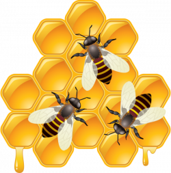 Bee Drawing Honeycomb - honeycomb clipart 600*609 transprent Png ...