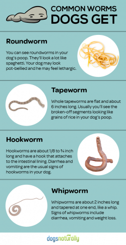 Feed These Everyday Foods To Get Rid Of Dog Worms