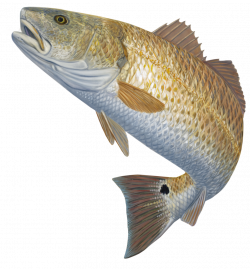 Redfish Decal Red Hot | Pinterest | Skinny water and Fish