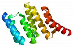 Hop (protein) - Wikipedia