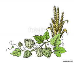 Wheat and beer hops branch with wheat ears, leaves and hop ...