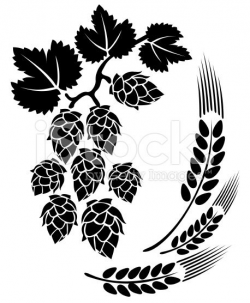 Stylized hop and ears on a white background. | Craft Beer ...