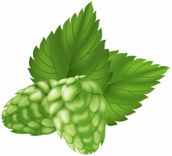 Beer Hops Plant PNG Clip Art Image | Gallery Yopriceville - High ...