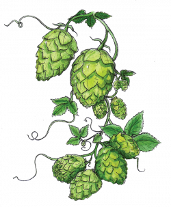 The Great Hops Revival — ABV magazine