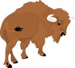 Bison View Large Horns Animal PNG Image - Picpng
