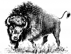 Buffalo Horns Animal Mammal transparent image | Buffalo | Pinterest ...