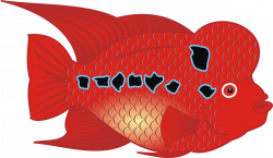 Clipart - Flowerhorn Fish