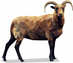 Manx Loaghtan | Rare Sheep Breeds - Rare Sheep Breeds