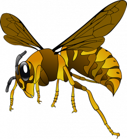 hornet, wasp, insect, bee, brown, yellow, wings | Clipart idea ...